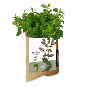 Let it Grow Hängender Garten – Minze