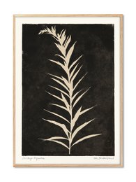Botanical print featuring a large, detailed leaf or frond in white against a dark background. The leaf appears to be from a plant or tree species, with a distinctive shape and intricate veining pattern. This high-contrast monochrome image would be suitable for use in a nature-themed or minimalist design.