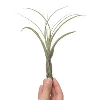 Tillandsia balbisiana