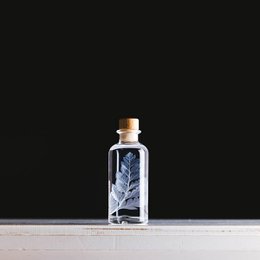 Das Herbarium – Unterwasserpflanze White Leather Farn