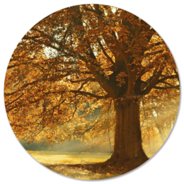 "Circular wall art featuring an autumn tree in warm, golden tones. Available in various sizes and materials including Forex and Dibond."

The image depicts a circular wall art piece featuring an autumn tree with vibrant, golden-hued foliage. The tree is the central focus, set against a blurred, natural background. The product is available in multiple sizes ranging from 12 cm to 140 cm in diameter, and in two material options: Forex and Dibond. This wall art would be suitable for adding a warm, autumnal touch to any interior space.