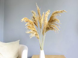 Erba di pampa, 6 pz./mazzo, 70 cm, beige