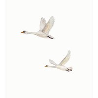 postcard | Swans flying