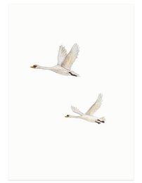 Two white swans in flight, with wings outstretched against a plain background.