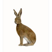 postcard | Hare