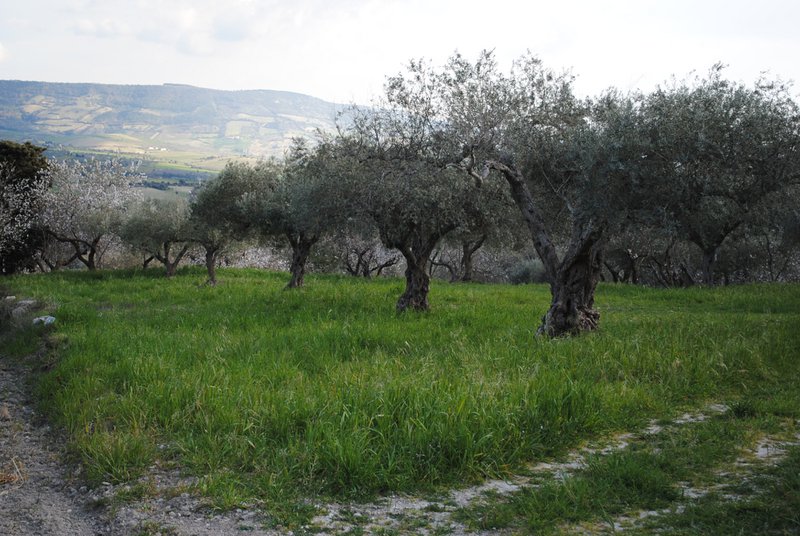 ITALIA | SICILIA | Extra Virgin Olive Oil - il SALTO | Bag in Box 3 LT