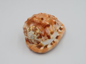 Roter Serbung „Cypraecassis rufa“