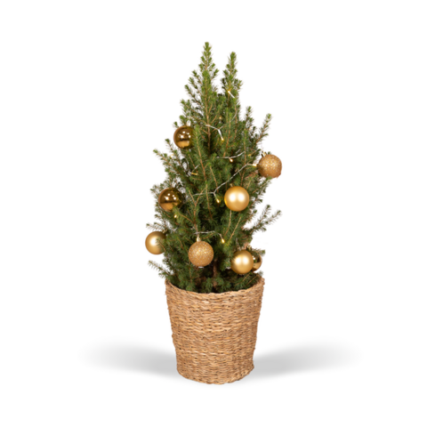 Picea Glauca Conica - Ø21cm - ↕80cm - Gold - Ø21 - ↨80cm