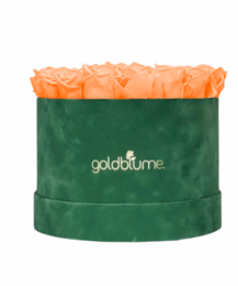 Colección Terciopelo Verde