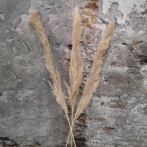Puur pampus grass ca.150cm natural 3 stuks (FD1940-00)