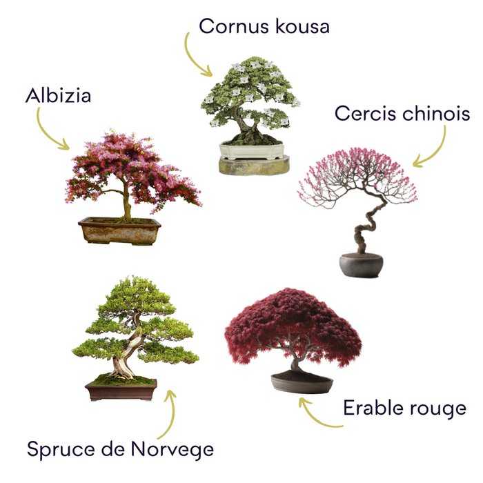 CULTIVEA Premium-Bonsai-Set, bereit zum Wachsen  Garten gestalten und  dekorieren  Pflege Ihrer Bonsai und natrlichen Pflanzen  Draht, Dnger,  Werkzeuge, runde Schere, kleine Bonsai-Schere  originelle Geschenkidee  Online-Grohandel | Orderchamp