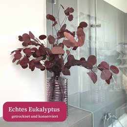 Eukalyptus rød