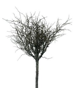 Zweigzweig 1PC Brown