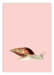 A small, framed wall art print featuring a close-up illustration of a snail shell in shades of brown and beige against a light pink background.