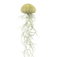  Luchtplantje hanger – zee-egel met tillandsia – naturel – medium