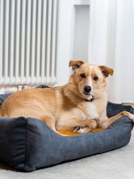 Hunde- og katteseng Rexproduct Softcolor – grafit/multicolor