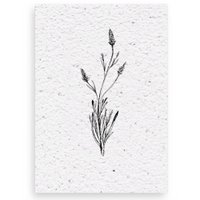 Growth chart Lavender