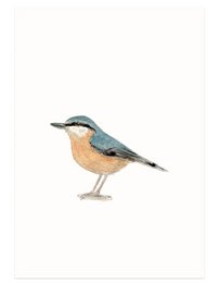 Watercolor painting of a nuthatch bird, a small songbird with a distinctive blue-gray back, orange-brown underparts, and a long, sharp beak. The image captures the bird's delicate features and natural beauty.