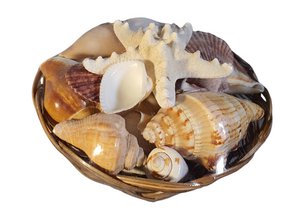 home dec shells basket 20 trop mix