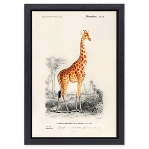 Giraffe painting Charles D'Orbigny in black frame