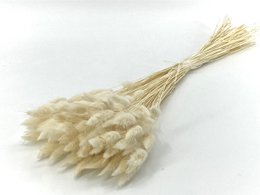 Droogbloemen - Lagures - 60 cm  - naturel droogbloemen