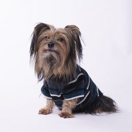 honning jumper