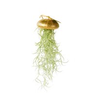 Luchtplantje hanger – zee-egel met tillandsia – goud – large