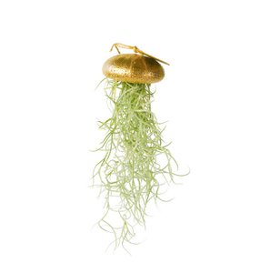 Luchtplantje hanger – zee-egel met tillandsia – goud – large