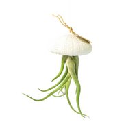 Luchtplantje hanger – zee-egel met tillandsia caput medusae – wit