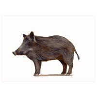 postcard | Wild boar