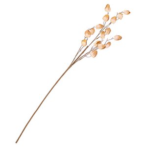 Getrockneter Judas-Token beige