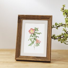 Botaniczny Art Print Mix x16 | Vintage ilustracja kwiat | Dekoracje ścienne