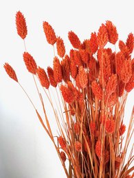 Gedroogde/geverfde phalaris, grote tros, lengte ca. 60-70cm, oranje