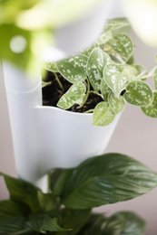 Zelfbewegende Verticale Plantenbak 3 potten