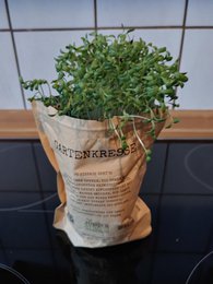 King of the grill (garden cress)