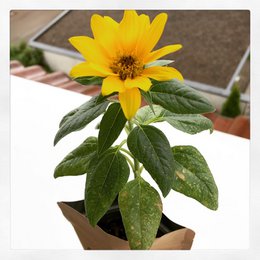 I love you international (sunflower)