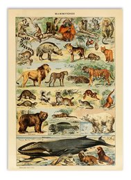 Vintage illustration of various mammal species, including foxes, bears, deer, and more. The image showcases the diversity of mammals in a detailed, educational style.