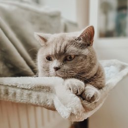  This product is a cat bed for heaters that includes 5 Matatabi sticks. The bed is available in two color variants: dark gray and light gray. The key features of the product include a cat-shaped pillow, Matatabi sticks, and a heater-compatible design.