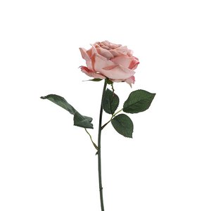 Rose Velvet, 1 Blüte, L38cm, roze