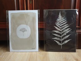 Japandi Plant Poster "White Ginkgo" A4 - Bæredygtige kunsttryk på genbrugspapir i cellofan