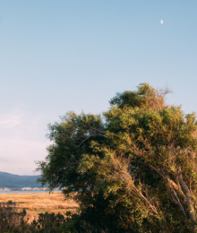  Perfume oil with a dark, earthy scent. Packaged in a small glass bottle with a dropper.