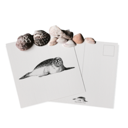 Seal-themed cards with a black and white illustration of a seal resting on the ground.
