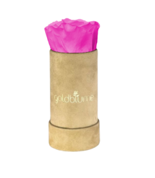 Velvet Beige Collection