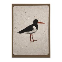 Oystercatcher