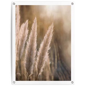Tuinposter Pampas 80x60