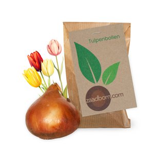 1 Tulpenzwiebel in einer Tüte