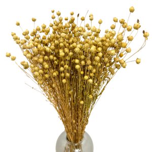 35 stelen Gedroogd Linnen Naturel