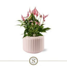  Pastel pink flowering plant in a ribbed ceramic planter. The plant has lush green foliage and pink anthurium-like flowers. The planter has a soft, matte finish and a simple, elegant design.