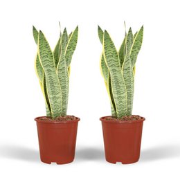  Two tall, green Sansevieria Laurentii plants in red pots. The plants have long, sword-shaped leaves and are approximately 40cm in height.