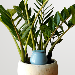  Blue self-watering olla pot, small round ceramic planter, modern minimalist design, water globe irrigation system.
